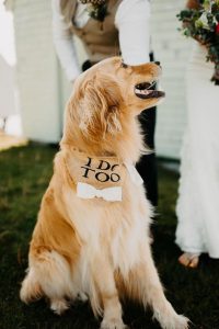dieren op je bruiloft