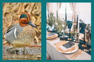 Transformative teal header
